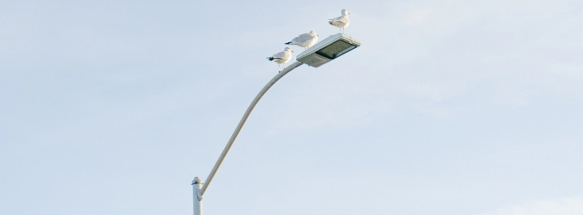 What Makes LED Street Light Stand Out